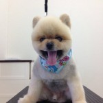 ポメラニアン　リョウガ君２６７